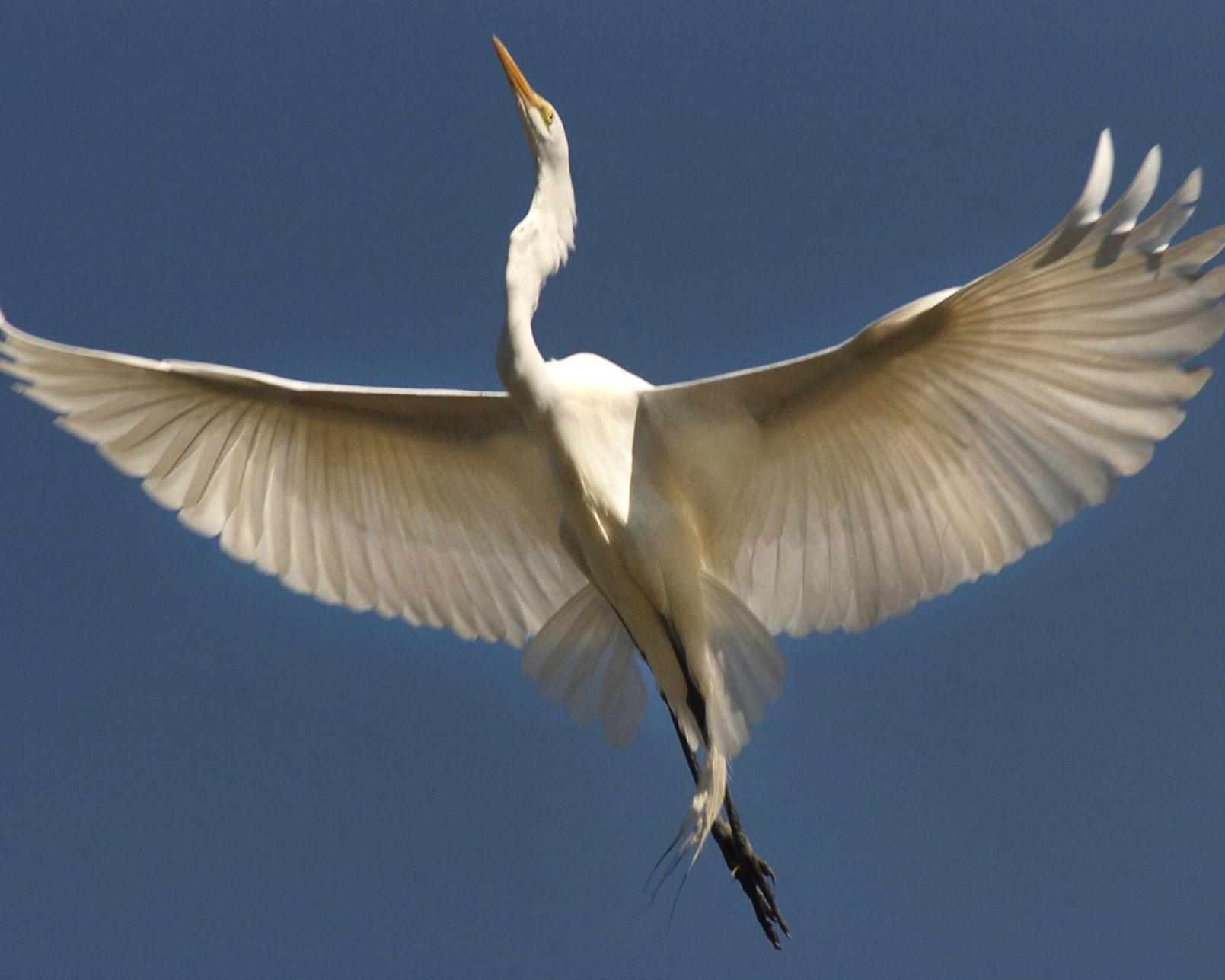 egret in flight